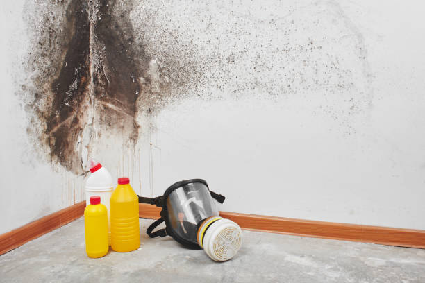 Best Mold Prevention Services  in Dimmitt, TX